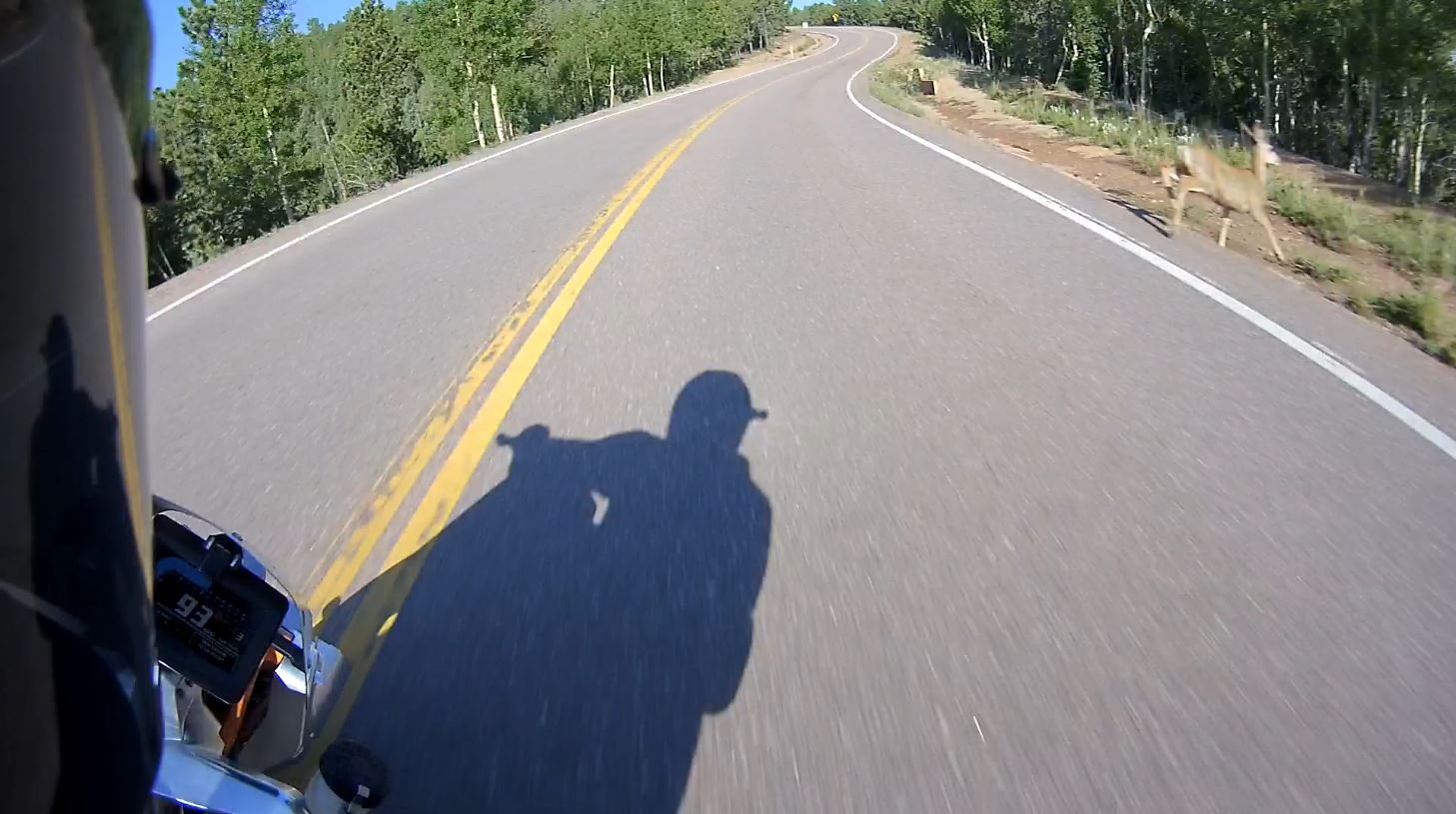 Pikes Peak — deer crossing